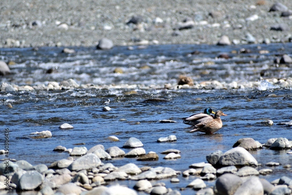 Obraz 川を泳ぐマガモの番
