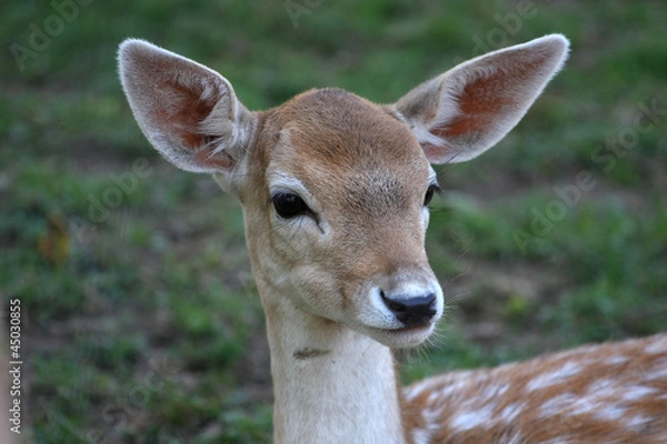 Fototapeta Fallow Deer