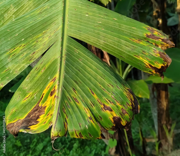 Obraz yellow leaves on a tree