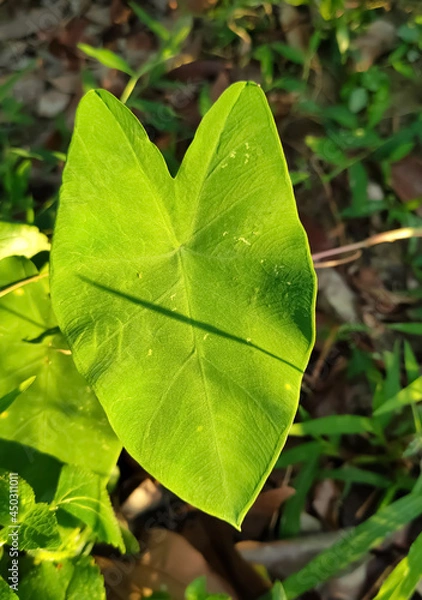 Obraz green leaf in the forest
