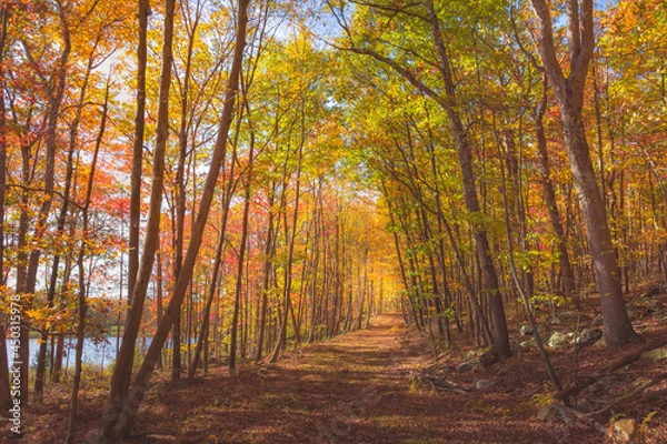 Fototapeta autumn forest in the morning - Walking path - hiking - Fall colored Leaves - Autumn Leaves - Wanderlust - Travel - Camping Activity - Beautiful Nature Scenery