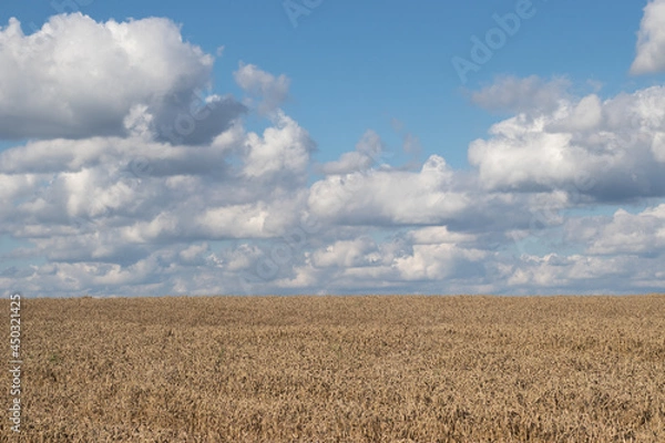 Fototapeta wheat field and sky