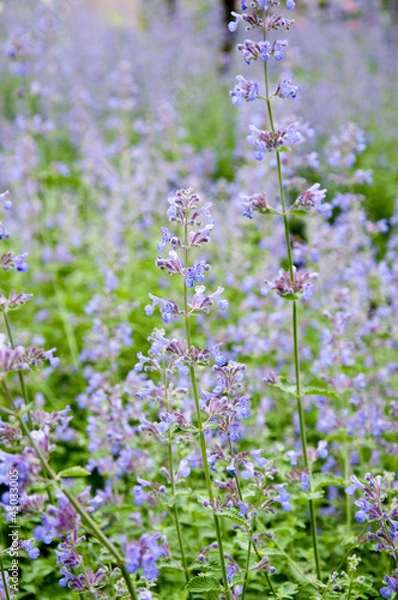 Obraz blühende lavendelblüten