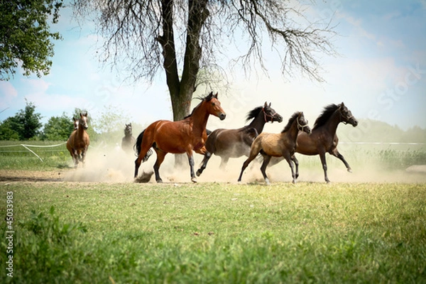 Obraz Rodzinka w galopie