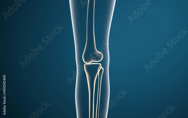 Fototapeta Leg bones and knees, 3d rendering.