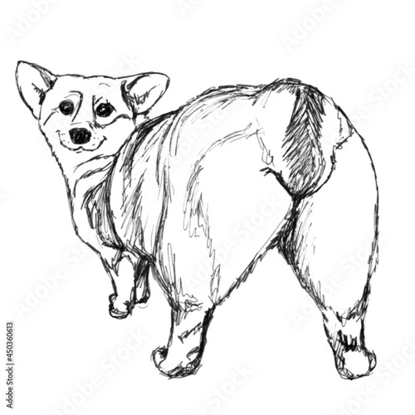 Fototapeta sketch of a cute corgi, a dog on a white background