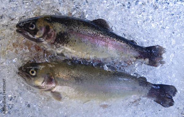 Fototapeta Trout on ice