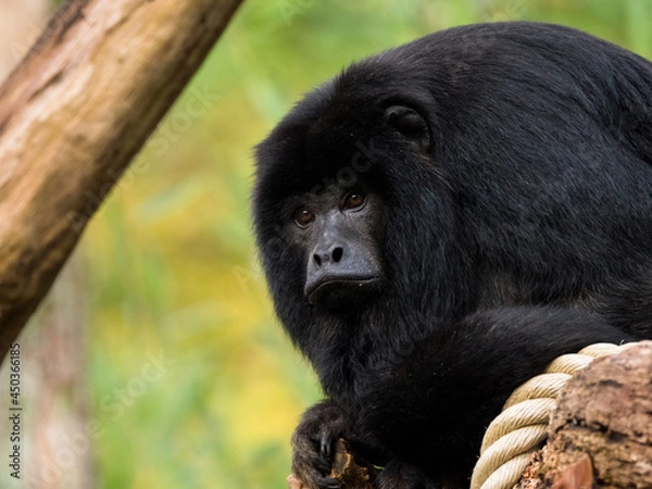 Obraz Howler monkey staring in the distance