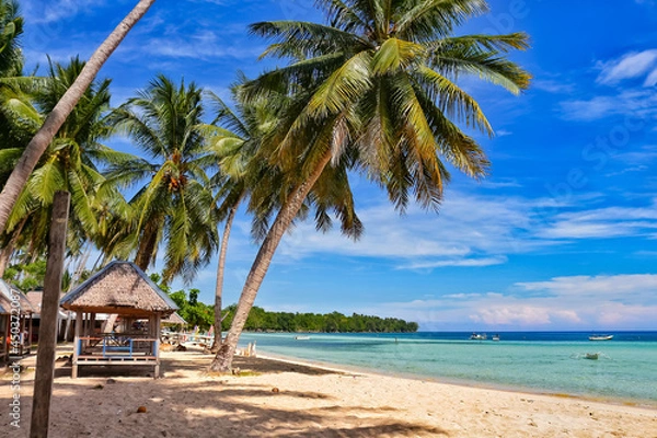 Fototapeta beach with palm trees