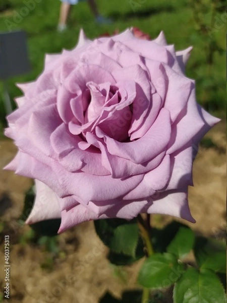 Fototapeta pink rose bud