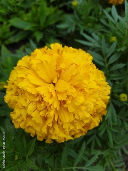 Fototapeta yellow flower