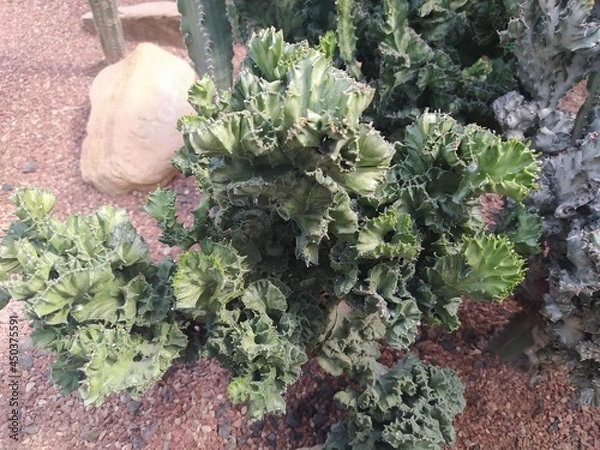 Fototapeta vegetables