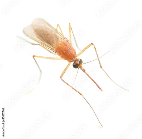 Fototapeta Anopheles mosquito - dangerous vehicle of infection