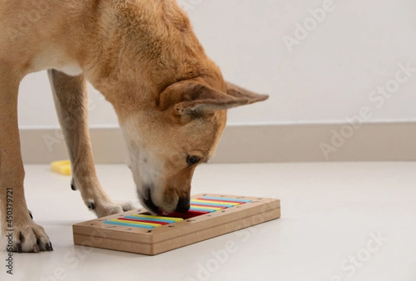Fototapeta Smart dog is looking for delicious dried treats in intellectual game and eating them, close up. Intellectual game for dogs. and training of nose work with pet. brain game training for dogs