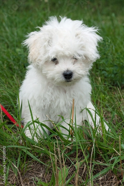 Obraz Bologneser Welpe