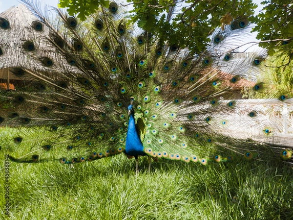 Fototapeta Peacock (Pavo cristatus) on the lawn. Bright multi-colored plumage. Lush turquoise tail with a blue pattern. Nearby are tropical bushes and a lake with a waterfall.