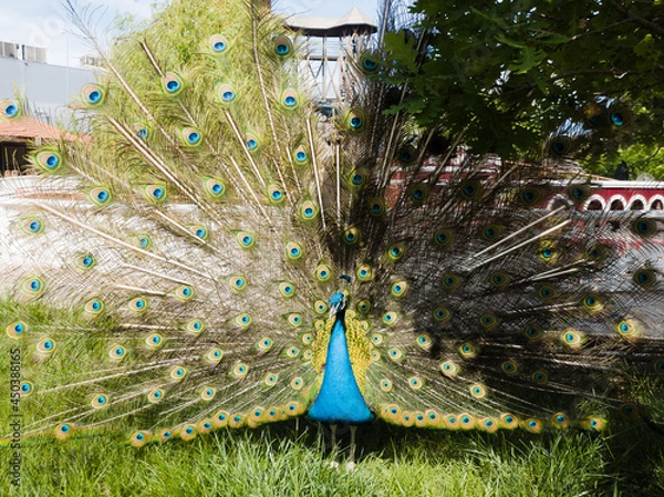Fototapeta Peacock (Pavo cristatus) on the lawn. Bright multi-colored plumage. Lush turquoise tail with a blue pattern. Nearby are tropical bushes and a lake with a waterfall.