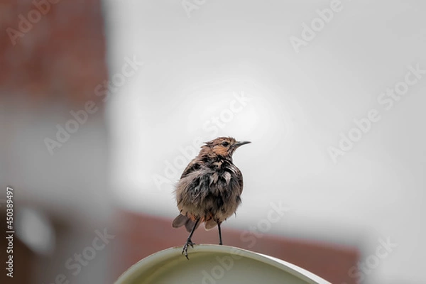 Fototapeta sparrow on a fence	