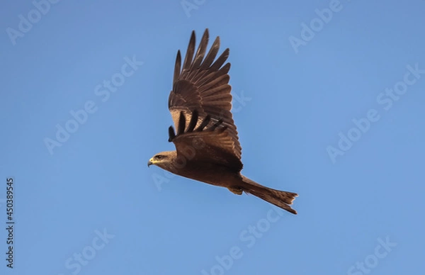 Fototapeta Eagle flying on the sky