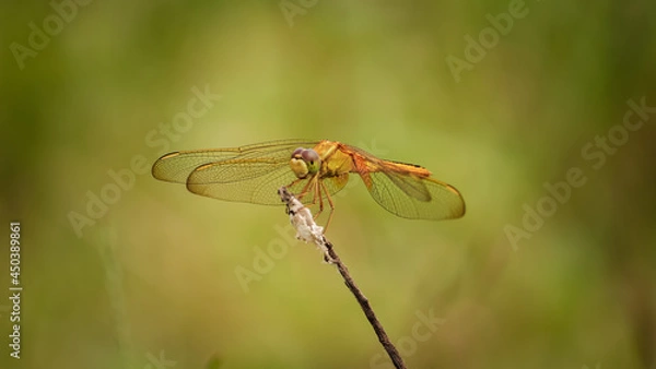 Obraz Dragonfly sitting on the flower