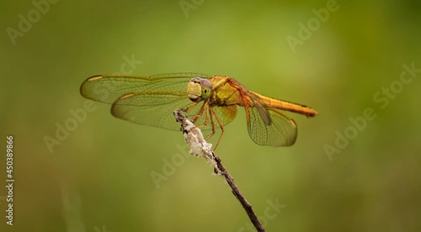 Obraz Dragonfly sitting on the flower