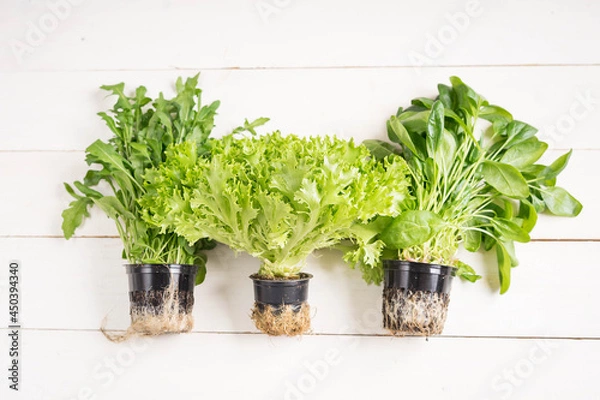 Obraz lettuce in pot