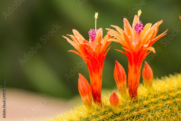 Obraz Orange Cactus Flowers 2
