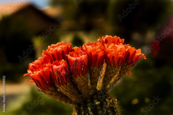Obraz Orange Cactus Flowers

