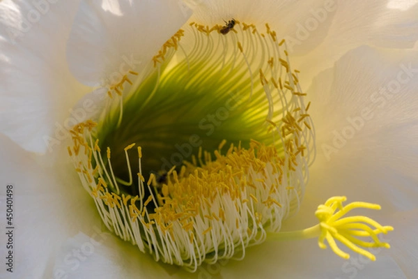 Obraz White Cactus Flower 1
