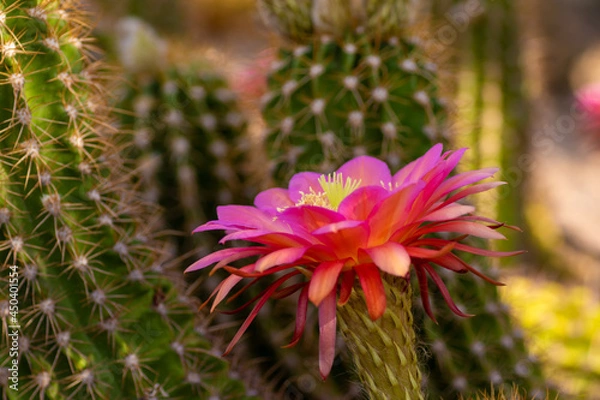 Obraz Pink Cactus Flower 1
