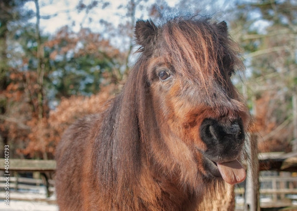 Fototapeta Silly mini