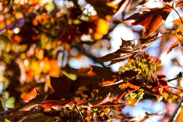 Obraz Tree in Spring with Reddish-Brown Leaves