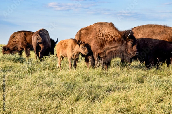 Obraz Buffalo on the Prairie