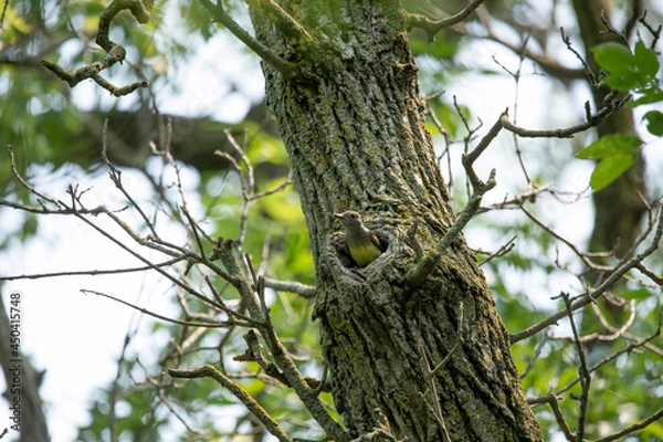 Fototapeta Great Crested Flycatcher (Myiarchus crinitus) during nesting
