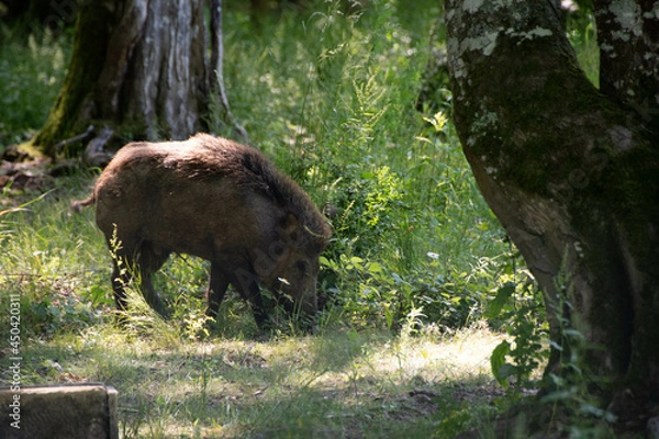 Obraz Sanglier en forêt