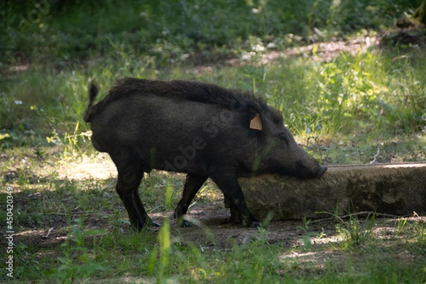 Obraz Sanglier en forêt