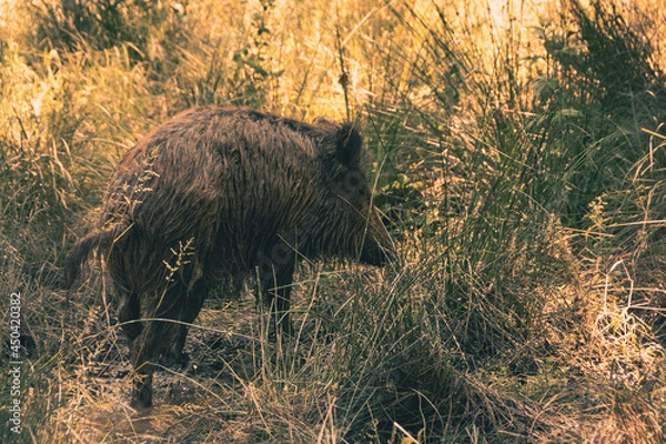 Obraz Sanglier en forêt