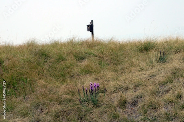 Obraz birdhouse in a field with flowers