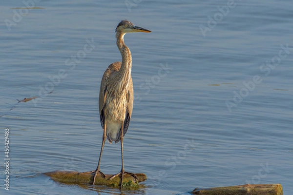 Fototapeta Beautiful wild wading shorebird, Great blue heron 