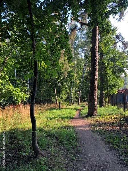 Obraz trees in the forest