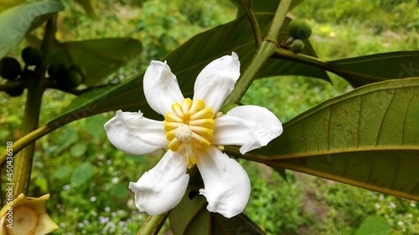 Fototapeta Guava Tangkalak, Bellucia axinanthera, Guava Endemic to Kalimantan
