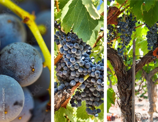 Obraz Composition vigne