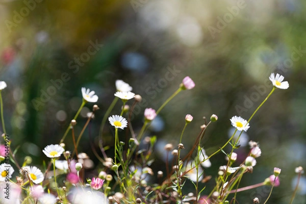 Fototapeta Chamomile
