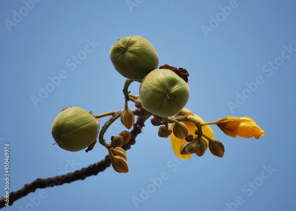 Fototapeta Close up picture of the fruit of the Yellow Silk Cotton.