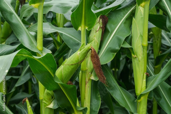 Fototapeta 実ったデントコーン