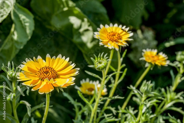 Fototapeta Coastal Tidy Tips (Layia platyglossa) in garden, Central Russia