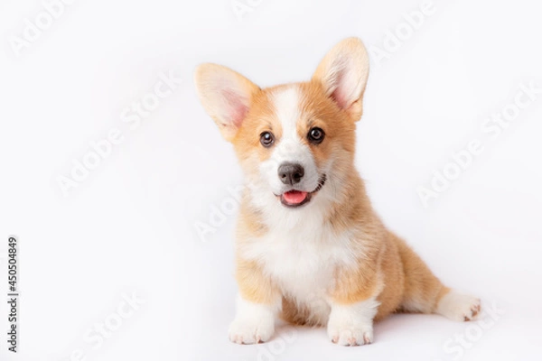 Fototapeta a corgi puppy is isolated on a white background