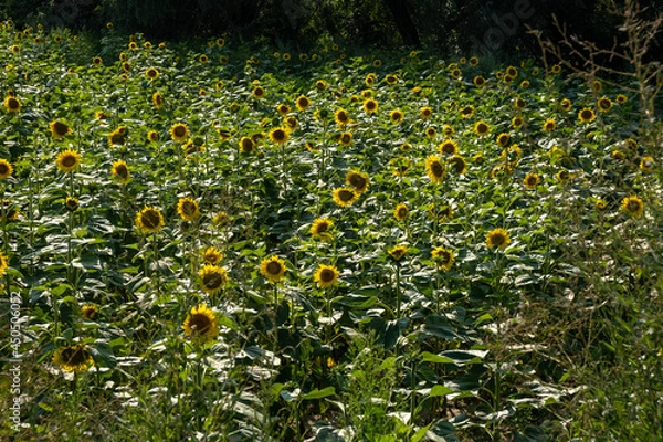 Obraz sunflowers field in the afternoon