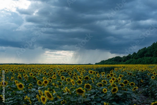 Obraz sunflower field before rain