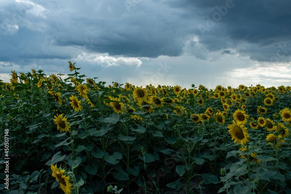 Obraz field of sunflowers in the summer